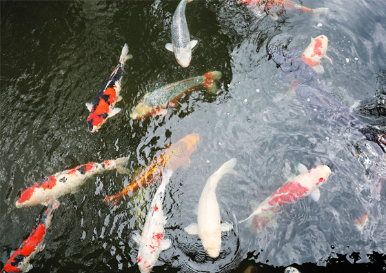 湧水庭園　四明荘