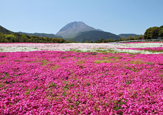 しまばら火張山花公園